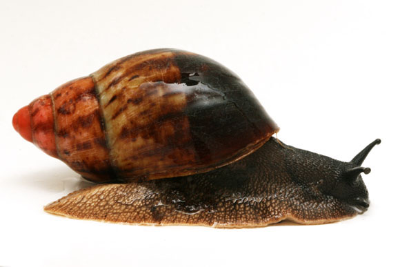 Archachatina marginata ssp. 4 Cameroon